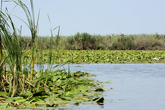 Fotos vom Biosphärenreservat Donaudelta bei Murighiol in Rumänien.