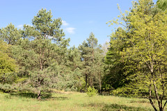 Techentiner Wald am Gewerbegebiet Stüdekoppel in Ludwigslust.
