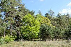 Techentiner Wald am Gewerbegebiet Stüdekoppel in Ludwigslust.