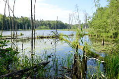 Die Buchenwälder der Serrahner Berge sind seit Juni 2011 zusammen mit vier weiteren deutschen Buchenwäldern UNESCO-Weltnaturerbe.