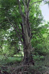 Schlosspark von Ludwigslust in Mecklenburg-Vorpommern.