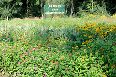 Fotos aus dem Hamburger Stadtteil   Allermöhe, Bezirk Hamburg Bergedorf.   Blumenfeld mit Schnittblumen - Schild Blumen zum Selberpflücken.