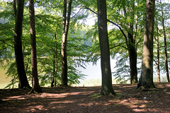Buchenwald Grumsin - UNESCO Weltnaturerbe im Biosphärenreservat Schorfheide-Chorin, Brandenburg.