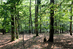 Der Nationalpark Kellerwald-Edersee im nordhessischen Landkreis Waldeck-Frankenberg ist ein 57,38 km² großer Nationalpark im Mittelgebirge Kellerwald.