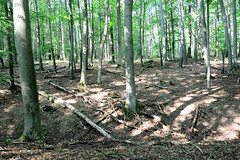 Der Nationalpark Hainich  ist 1997 gegründet worden - seit 2011 zählt  zum UNESCO-Weltnaturerbe Buchenurwälder.
