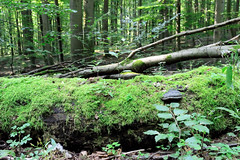 Der Nationalpark Hainich  ist 1997 gegründet worden - seit 2011 zählt  zum UNESCO-Weltnaturerbe Buchenurwälder.