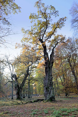 Der Ivenacker Tiergarten  war ursprünglich der Schlosspark vom Ivenacker Schloss im Landkreis Mecklenburgische Seenplatte in Mecklenburg-Vorpommern.