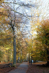 Der Ivenacker Tiergarten  war ursprünglich der Schlosspark vom Ivenacker Schloss im Landkreis Mecklenburgische Seenplatte in Mecklenburg-Vorpommern.