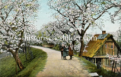 Historische Ansichten aus dem Alten Land, blühende Obstbäume.