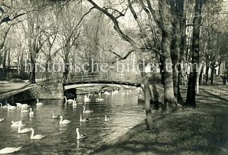 Alsterschwäne an der Gurlitt-Insel am Ostufer der Alster in Hamburg St. Georg.