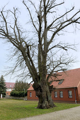 Keller ist ein Ortsteil der Gemeinde Lindow (Mark) im Landkreis Ostprignitz-Ruppin in Brandenburg.
