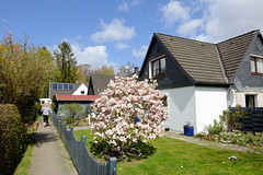 Fotos aus dem Hamburger Stadtteil Groß Borstel, Bezirk Hamburg Nord. Einzelhäuser und blühende Magnolie am Strüverweg.