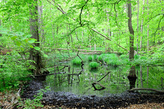 Die Rostocker Heide, ein Wald- und Heidegebiet nordöstlich von Rostock, ist seit 1252 im Besitz der Hansestadt Rostock
