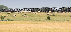 Reste der Eisenbahnbrücke über die Elbe bei Dömitz; Panorama - Kornfeld, Schafe auf der Weide.