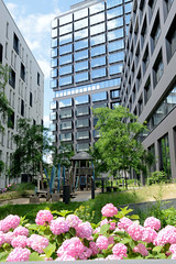 Fotografien aus dem Hamburger Stadtteil Hafencity, Bezirk Hamburg Mitte; Grünanlage mit blühenden Hortensien zwischen Neubauten bei der Versmannstraße.