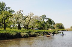 Blühende Obstbäume am Esteufer - Kanuten paddeln auf dem Fluss.