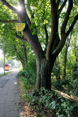 Fotos aus dem Hamburger Stadtteil Wilhelmsburg, Bezirk Hamburg-Mitte; Schild Schützt du mich,  schütz ich dich - WiWableibt - an einem Baum bei der Georg Wilhelm Straße.