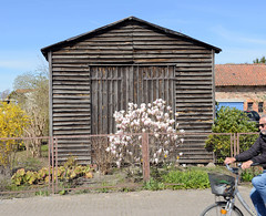 Wieck ist ein Ortsteil der Stadt Greifswald in Mecklenburg-Vorpommern; Holzschuppen, blühender Tulpenbaum.