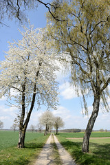 Bruchtorf ist ein Ortsteil in der Gemeinde Jelmstorf im niedersächsischen Landkreis Uelzen; Feldweg mit blühenden Bäumen - Frühling.