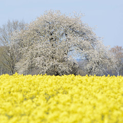 Bruchtorf ist ein Ortsteil in der Gemeinde Jelmstorf im niedersächsischen Landkreis Uelzen; blühendes Rapsfeld - Baumblüte im Frühling.