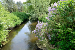 Lauf des Ludwigsluster Kanals im Dorf Tuckhude, Neustadt-Glewe; Büsche am Kanalufer - blühender Flieder.