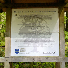 Die Bräutigamseiche ist eine Eiche im  Dodauer Forsts bei Eutin in Schleswig-Holstein;