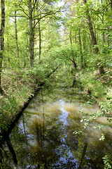 Lauf des Neuen Kanals in der Gemeinde Wöbbelin im Landkreis Ludwigslust-Parchim in Mecklenburg-Vorpommern;  Bäume und Büsche am Kanalufer.