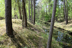 Lauf des Neuen Kanals beim Dorf Tuckhude, Neustadt-Glewe;   Waldweg / Bäume am Kanalufer.