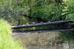 Lauf des Ludwigsluster Kanals durch die Felder vor Ludwigslust; Querung einer Leitung - Enten.