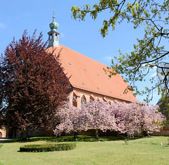 Preetz ist eine Kleinstadt  im Kreis Plön in Schleswig-Holstein; Klosterkirche - erbaut um 1340, blühender japanischer Kirschbaum.