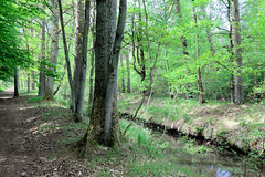 Lauf des Neuen Kanals beim Dorf Tuckhude, Neustadt-Glewe; Waldweg am Kanalufer.