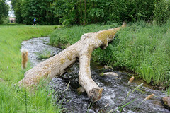 Fotos vom Schlosspark in Ludwigslust; Nebenkanal und umgestürzter Baumstamm über dem Wasser.