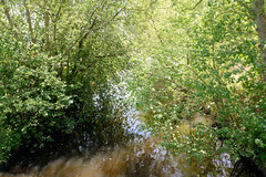 Lauf vom Neuen Kanal im Gemeindegebiet von Lüblow;  dichte Sträucher / Bäume am Kanalufer.