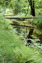 Fotos vom Schlosspark in Ludwigslust; Ludwigsluster Kanal, umgestürzte Bäume.