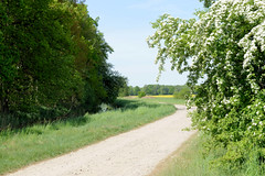 Lauf des Ludwigsluster Kanals durch die Felder vor Ludwigslust; blühender Weißdorn.
