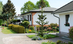 Fotos aus Neustadt-Glewe im Landkreis Ludwigslust-Parchim in Mecklenburg-Vorpommern; Einzelhäuser mit Zeltdach - Aurakarie im Vorgarten.