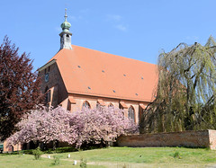 Preetz ist eine Kleinstadt  im Kreis Plön in Schleswig-Holstein; Klosterkirche - erbaut um 1340, blühender japanischer Kirschbaum.