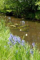 Lauf vom Neuen Kanal im Gemeindegebiet von Lüblow; blühende Pflanzen, Schmetterlinge am Kanalufer.