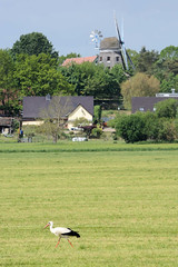 Banzkow ist eine Gemeinde im Landkreis Ludwigslust-Parchim in Mecklenburg-Vorpommern; Blick über Wiesen zur Mühle - Weissstorch.