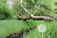 Fotos vom Schlosspark in Ludwigslust; Seitenkanal zwischen hohem Gras - umgestürzter Baum.