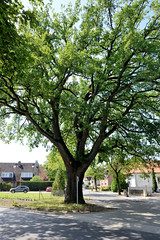 Zeven  ist eine Stadt im Landkreis Rotenburg (Wümme) in Niedersachsen; Naturdenkmal alte Stieleiche.