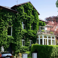 Fotos aus dem Hamburger Stadtteil Bergedorf; mit Kletterpflanzen bedeckte Hausfassade.