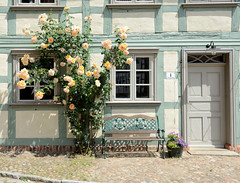 Die Hansestadt  Werben  (Elbe) ist eine Stadt im  Landkreis Stendal in Sachsen-Anhalt;  Fassade Fachwerkhaus - gelber Rosenstrauch am Fußweg / Kopfsteinpflaster.