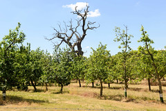 Setzin ist ein Ortsteil der Gemeinde Toddin im Landkreis Ludwigslust-Parchim in Mecklenburg-Vorpommern; Obstbaumplantage - abgestorbene Eiche mit knorrigen Ästen.