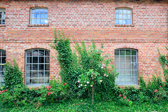 Sittensen ist eine Gemeinde im Landkreis Rotenburg (Wümme) in Niedersachsen; Ziegelwand mit rankendem Efeu, blühende Blumen.