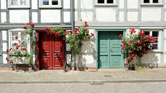 Die Hansestadt  Werben  (Elbe) ist eine Stadt im  Landkreis Stendal in Sachsen-Anhalt; farbige Holztüren - Fachwerkhaus - blühender roter Rosenstock.