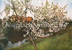 Historische Bilder vom Fluss Lühe im Landkreis Stade in Niedersachsen; blühende Obstbäume, Bootssteg.