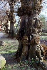 Knorriger Baumstamm, Linde -  Fotos von der Stadt   Grevesmühlen  im Landkreis Nordwestmecklenburg im Bundesland Mecklenburg-Vorpommern.