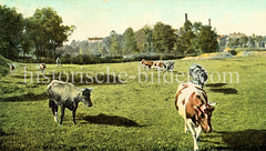 Weide mit Kühen an der Sierichstraße (ca. 1900) - historisches Foto aus dem Hamburger Stadtteil Winterhude, Bezirk Hamburg-Nord .